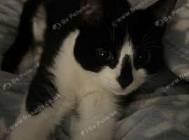 Ozzy and rhea looking for loving homes