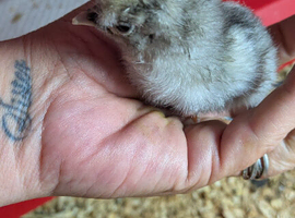 Day old Silkie mix chicks