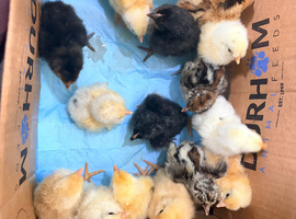 Large breed chicks