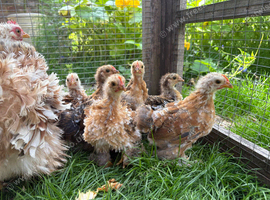 Pekin Roos