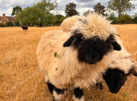 Valais blacknose  castrated ram lamb