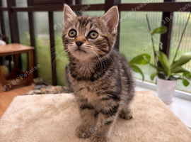 Beautiful female tabby kitten