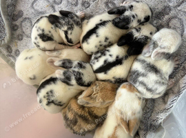 8 Baby bunnies
