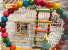 Beautiful Baby Budgie with cage:accessories