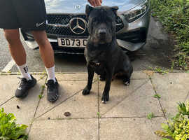 Legendary bloodline presa canario for STUD