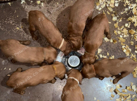 Working Bred Irish Red Setter Pups