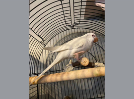 X2 Quaker parrot Monk parakeets