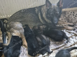 KC registered German shepherd pups