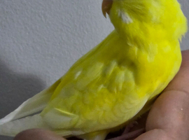 Silly hand tamed baby budgies for sale