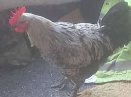 Brahama cockerill hatched by ourselves