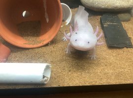 Axolotls