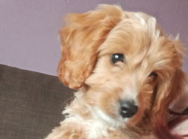 female cockapoo puppy