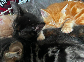 Kitten