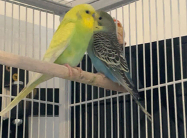 2 baby budgies for sale