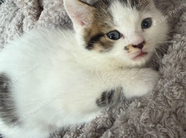 Beautiful Long-Haired Crossbreed Kittens &ndash; Ready 31st August