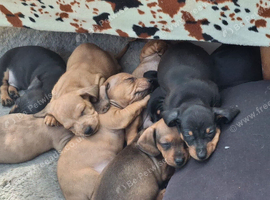 Dachshund pups