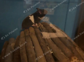 Female Syrian hamster