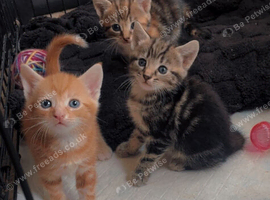 4 beautiful kittens
