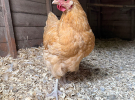 Buff Orpington Cockerels