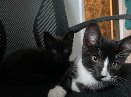 2 boy kittens