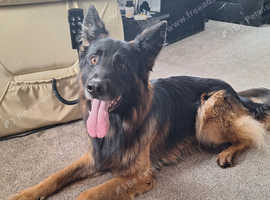 German shepherd for stud
