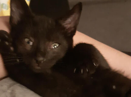 F4 savannah kitten
