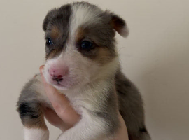 1 Merle male left!!