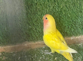 Beautiful Peach Faced Lovebird PAIR