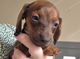Beautiful miniature dachshunds
