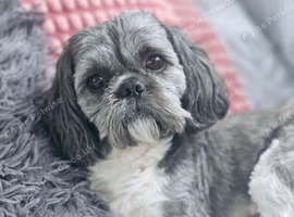 Stunning Shih Tzu male for stud