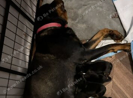 Rottweiler puppies
