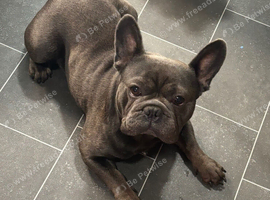 2 year old male French bulldog