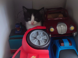 Black and white kittens ready 7th June