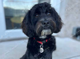 F1 cockapoo available for stud