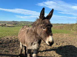 Donkey Jenny