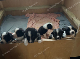 Beautiful Border collie puppies for sale to their forever home