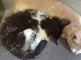 Kittens