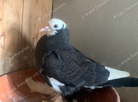 Beautiful tumbler birds