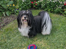 Havanese for stud