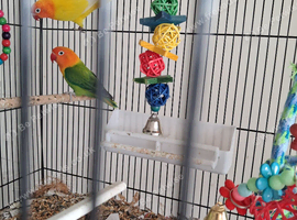 Lovebirds