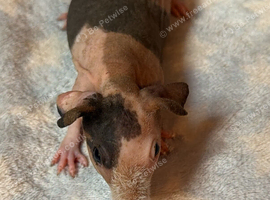 Skinny Pig Boars
