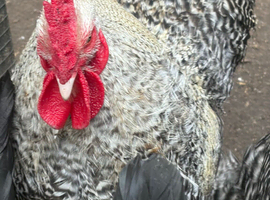 8 Months Old Cuckoo Marans Cockerell