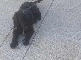 Male Poodle For Stud