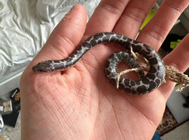 Anery Kenyan sand boa