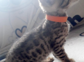 2 male bengal kittens