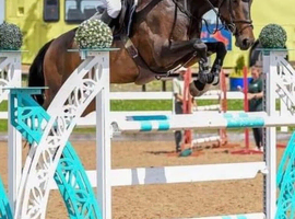Super showjumper or dressage