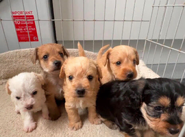 Terrier cross cockatoo puppies