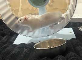 Male hamster