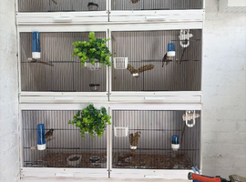 Six goldfinches and four breeding cages for sale and accessories 500 hundred pounds