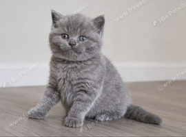 Top quality Blue British shorthairs for Sale